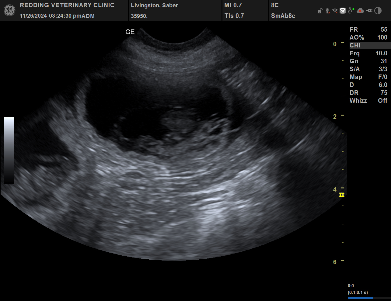 Ultrasound Image of puppy.